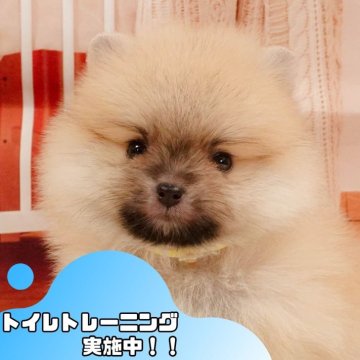 ポメラニアン【静岡県・女の子・2025年4月14日・クリームセーブル】の写真「6/15は父の日見学会🐾運命の出会いを💙」