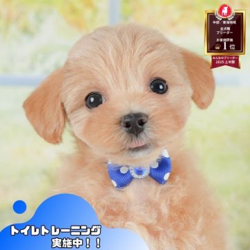 マルプー(マルチーズ×トイプードル)【静岡県・女の子・2025年9月17日・アプリコット】の写真「11/8静岡限定イベント🎯11/9見学会開催🐶」