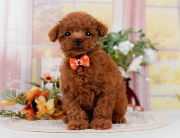 トイプードル(タイニー)【静岡県・男の子・2025年7月5日・レッド】の写真「トイレトレーニング中🐶」