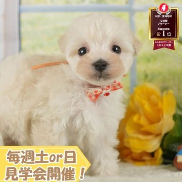マルプー(マルチーズ×トイプードル)【静岡県・女の子・2025年8月20日・クリーム】の写真「🐶10/11(土)🐾わんちゃんの見学会開催🎉」
