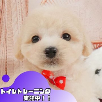 マルプー(マルチーズ×トイプードル)【静岡県・男の子・2025年5月8日・クリーム】の写真「💠7/12(土)わんちゃんの見学会開催💠🐶」