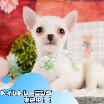 チワワ(スムース)【静岡県・女の子・2025年2月9日・クリーム&ホワイト】の写真「4月5日(土)見学会開催🎉」