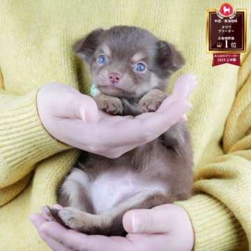 チワワ(ロング)【静岡県・男の子・2025年11月24日・チョコレート&タン】の写真「1月17日(土)🐶運命の子犬に出会える見学会🐾」