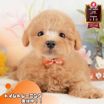 マルプー(マルチーズ×トイプードル)【静岡県・女の子・2025年10月2日・アプリコット】の写真「🍂🐾11/22～24開催🍁お迎え前相談会🎉」