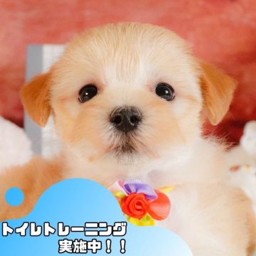 マルプー(マルチーズ×トイプードル)【静岡県・女の子・2025年3月4日・アプリコット】の写真「💐母の日🌹ワンちゃんの見学会開催💛」