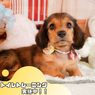 ミニチュアダックスフンド(ロング)【静岡県・男の子・2025年2月27日・シェーデッドレッド】の写真「💐母の日🌹ワンちゃんの見学会開催💛」