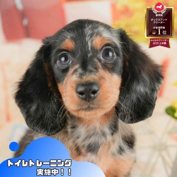 ミニチュアダックスフンド(ロング)【静岡県・女の子・2025年7月11日・シルバーダップル】の写真「🐶【11/1・3】選べる体験会&見学会開催🎉」