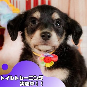チワックス(チワワ×ダックスフンド)【静岡県・男の子・2025年3月3日・ブラックタン】の写真「💠7/12(土)わんちゃんの見学会開催💠🐶」