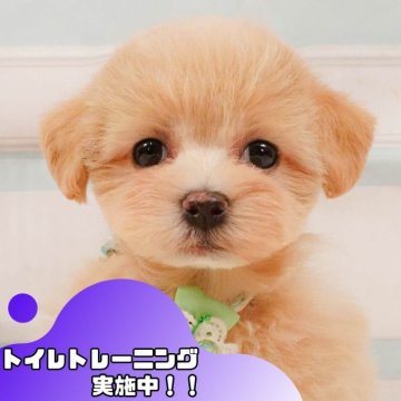 マルプー(マルチーズ×トイプードル)【静岡県・女の子・2025年4月18日・クリーム】の写真「6/15は父の日見学会🐾運命の出会いを💙」