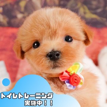 マルプー(マルチーズ×トイプードル)【静岡県・男の子・2025年2月26日・アプリコット】の写真「6/15は父の日見学会🐾運命の出会いを💙」