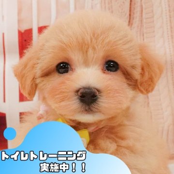 マルプー(マルチーズ×トイプードル)【静岡県・女の子・2025年4月18日・アプリコット】の写真「6/15は父の日見学会🐾運命の出会いを💙」