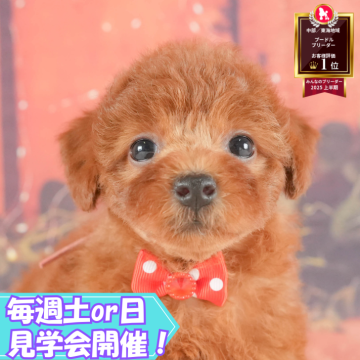 トイプードル(トイ)【静岡県・女の子・2025年7月13日・レッド】の写真「🐶10/5(日)プードル/MIXの見学会開催💞」
