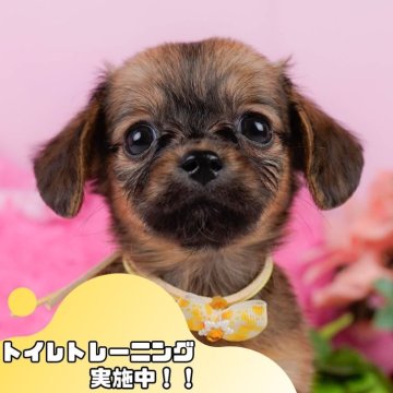チワックス(チワワ×ダックスフンド)【静岡県・女の子・2025年3月30日・シェーデッドレッド】の写真「💠7/12(土)わんちゃんの見学会開催💠🐶」