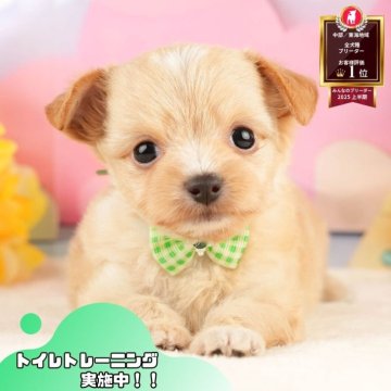 チワプー(チワワ×トイプードル)【静岡県・女の子・2025年10月7日・アプリコット】の写真「🐶40頭集合！11/29～30は見学会開催！🧣」