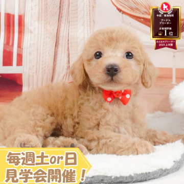 トイプードル(トイ)【静岡県・男の子・2025年5月1日・アプリコット】の写真「🐶10/5(日)プードル/MIXの見学会開催💞」
