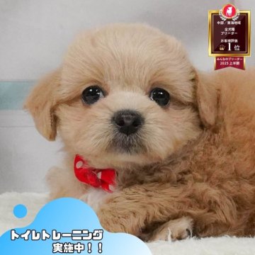 ペキプー(ペキニーズ×トイプードル)【静岡県・女の子・2025年5月11日・アプリコット】の写真「🐶🍉8/3(日)わんちゃんの見学会開催🍉🐶」