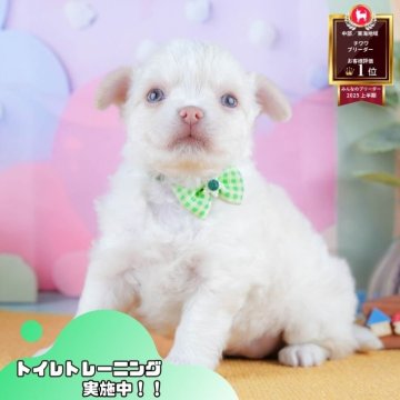 チワワ(ロング)【静岡県・女の子・2025年10月7日・ホワイト】の写真「🐶40頭集合！11/29～30は見学会開催！🧣」