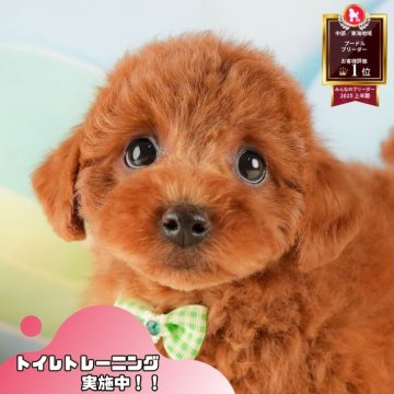 トイプードル(トイ)【静岡県・男の子・2025年10月18日・レッド】の写真「🎄12/6(土)開催🎅✨こいぬの見学会🐶」