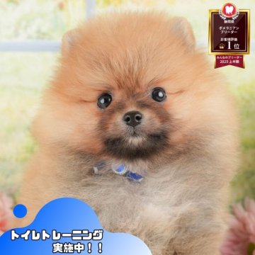 ポメラニアン【静岡県・女の子・2025年10月2日・オレンジ】の写真「🐶40頭集合！11/29～30は見学会開催！🧣」