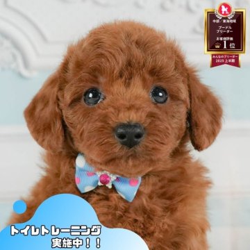 トイプードル(トイ)【静岡県・男の子・2025年6月20日・レッド】の写真「8/9〜11開催🎉相談できる見学会！」