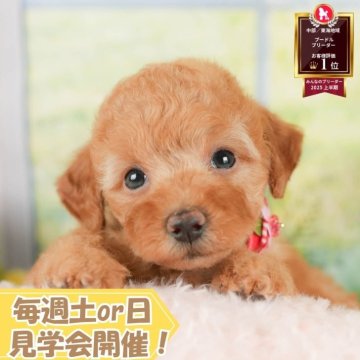 トイプードル(トイ)【静岡県・男の子・2025年8月25日・アプリコット】の写真「🐶10/11(土)🐾わんちゃんの見学会開催🎉」