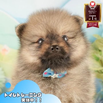 ポメラニアン【静岡県・男の子・2025年9月30日・ウルフセーブル】の写真「🐶11/16は40頭に会える子犬見学会🐶🎉」