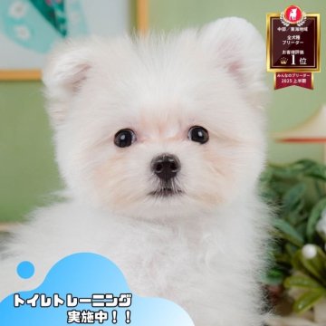 ポメマル(マルチーズ×ポメラニアン)【静岡県・男の子・2025年4月22日・クリーム】の写真「🐶9/27(土)こいぬの見学会開催🎉」