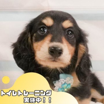 ミニチュアダックスフンド(ロング)【静岡県・男の子・2025年4月11日・ブラック&タン】の写真「6/15は父の日見学会🐾運命の出会いを💙」