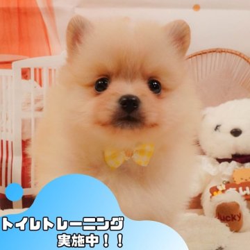 ポメラニアン【静岡県・女の子・2025年4月5日・クリーム】の写真「🐶🎈6/21(土)は小型犬勢ぞろい見学会🎉」