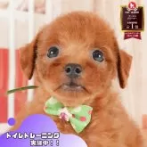 トイプードル(トイ)