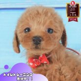 トイプードル(トイ)