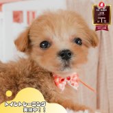 マルプー(マルチーズ×トイプードル)