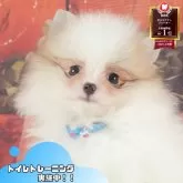 ポメラニアン
