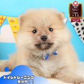 ポメラニアン