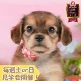 チワックス(チワワ×ダックスフンド)【静岡県・女の子・2025年8月24日・シェーデッドレッド】の写真1「沢山の子犬画像や当犬舎の情報を掲載しています💖是非、見てください🎶」