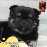 チワワ(ロング)