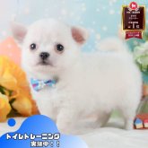 チワワ(ロング)