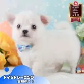 チワワ(ロング)