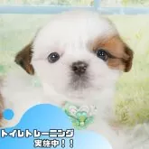 シーズー