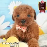 トイプードル(トイ)