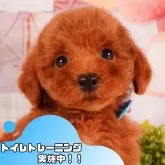 トイプードル(トイ)【静岡県・女の子・2025年3月22日・レッド】の写真1「沢山の子犬画像や当犬舎の情報を掲載しています💖是非、見てください🎶」