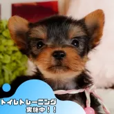 ヨークシャーテリア【静岡県・男の子・2025年3月9日・スティールブルー&タン】の写真1「沢山の子犬画像や当犬舎の情報を掲載しています💖是非、見てください🎶」