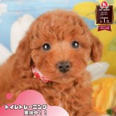 トイプードル(トイ)