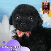 トイプードル(トイ)