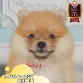ポメラニアン