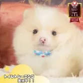 ポメラニアン