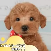トイプードル(トイ)