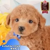 トイプードル(トイ)