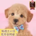 トイプードル(トイ)