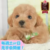 トイプードル(トイ)